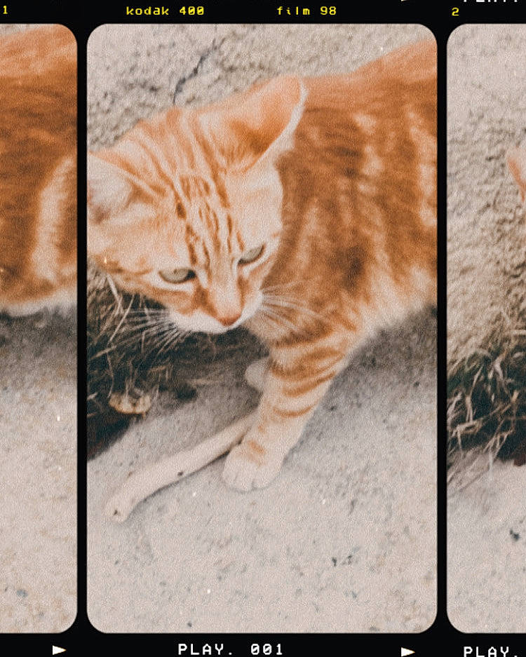 Tygrou a rejoint le concours — aidez-le/la à gagner de superbes lots ! adaptation, carnivore, cat, domestic_short_haired_cat, fawn, felidae, font, fur, organism, paw, pet_supply, photo_caption, rectangle, screenshot, small_to_medium_sized_cats, snout, tail, terrestrial_animal, whiskers, wildlife