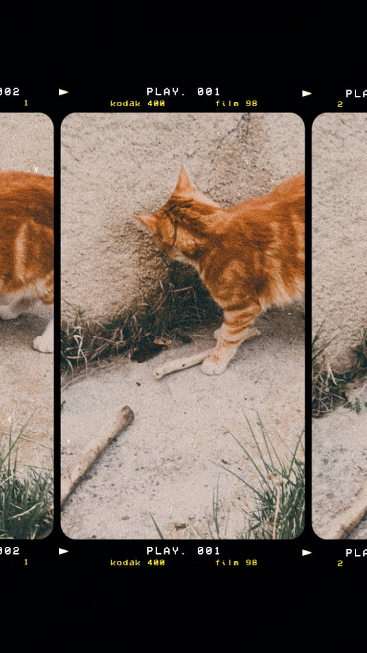 Tygrou a rejoint le concours — aidez-le/la à gagner de superbes lots ! adaptation, carnivore, cat, felidae, font, fur, nature, organism, photo_caption, photograph, plant, rectangle, screenshot, small_to_medium_sized_cats, snapshot, snout, tail, whiskers, wildlife, wood