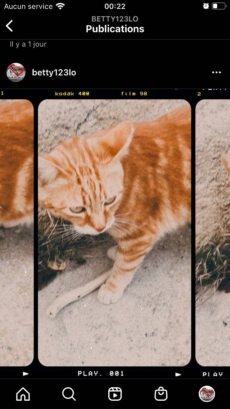 Tygrou a rejoint le concours — aidez-le/la à gagner de superbes lots ! carnivore, cat, domestic_short_haired_cat, fawn, felidae, font, fur, line, multimedia, multimedia_software, organism, paw, photo_caption, rectangle, screenshot, small_to_medium_sized_cats, tail, terrestrial_animal, whiskers, wildlife