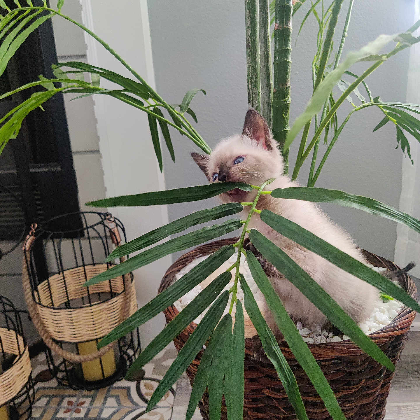 Rex joined the competition — help win amazing prizes! angora, animal, basket, cat, flower, flowerarrangement, herbal, herbs, ikebana, jar, kitten, leaf, pet, plant, planter, pottedplant, pottery, siamese, vase, wood