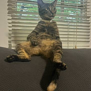 Buttercup is registered to the contest to win money with this photo: cat, tabby_cat, pet, indoor, couch, window, blinds, furniture, relaxed, sitting, animal, fur, tail, whiskers, collar, domestic_animal, looking_away, greenery, daylight, texture