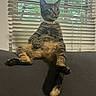 cat, tabby_cat, pet, indoor, couch, window, blinds, furniture, relaxed, sitting, animal, fur, tail, whiskers, collar, domestic_animal, looking_away, greenery, daylight, texture