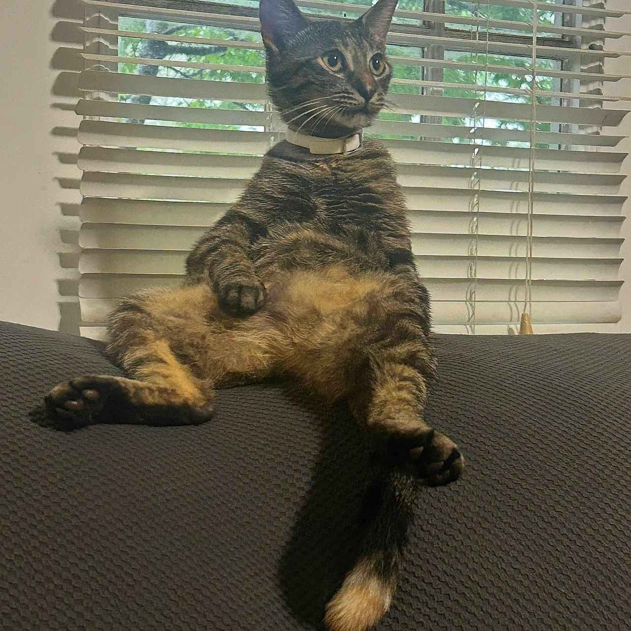 Buttercup is registered to the contest to win money with this photo: cat, tabby_cat, pet, indoor, couch, window, blinds, furniture, relaxed, sitting, animal, fur, tail, whiskers, collar, domestic_animal, looking_away, greenery, daylight, texture