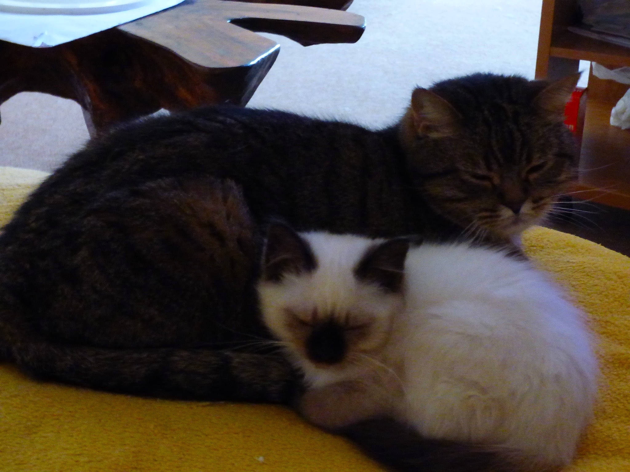 Babou participe au concours pour gagner de l'argent avec cette photo : carnivore, cat, comfort, domestic_short_haired_cat, felidae, fur, paw, small_to_medium_sized_cats, snout, tail, whiskers