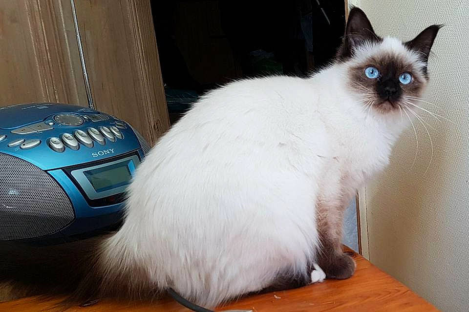 Babou a rejoint le concours — aidez-le/la à gagner de superbes lots ! automotive_exterior, automotive_lighting, balinese, birman, carnivore, cat, fawn, felidae, fur, gas, hardwood, personal_protective_equipment, siamese, small_to_medium_sized_cats, snout, steering_wheel, tail, thai, vehicle_door, whiskers