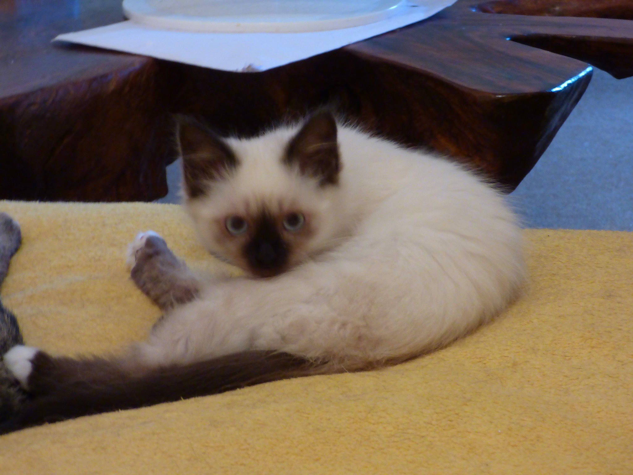 Babou a rejoint le concours — aidez-le/la à gagner de superbes lots ! balinese, birman, carnivore, cat, comfort, fawn, felidae, fur, hat, paw, siamese, small_to_medium_sized_cats, snout, sun_hat, tail, terrestrial_animal, thai, tonkinese, whiskers