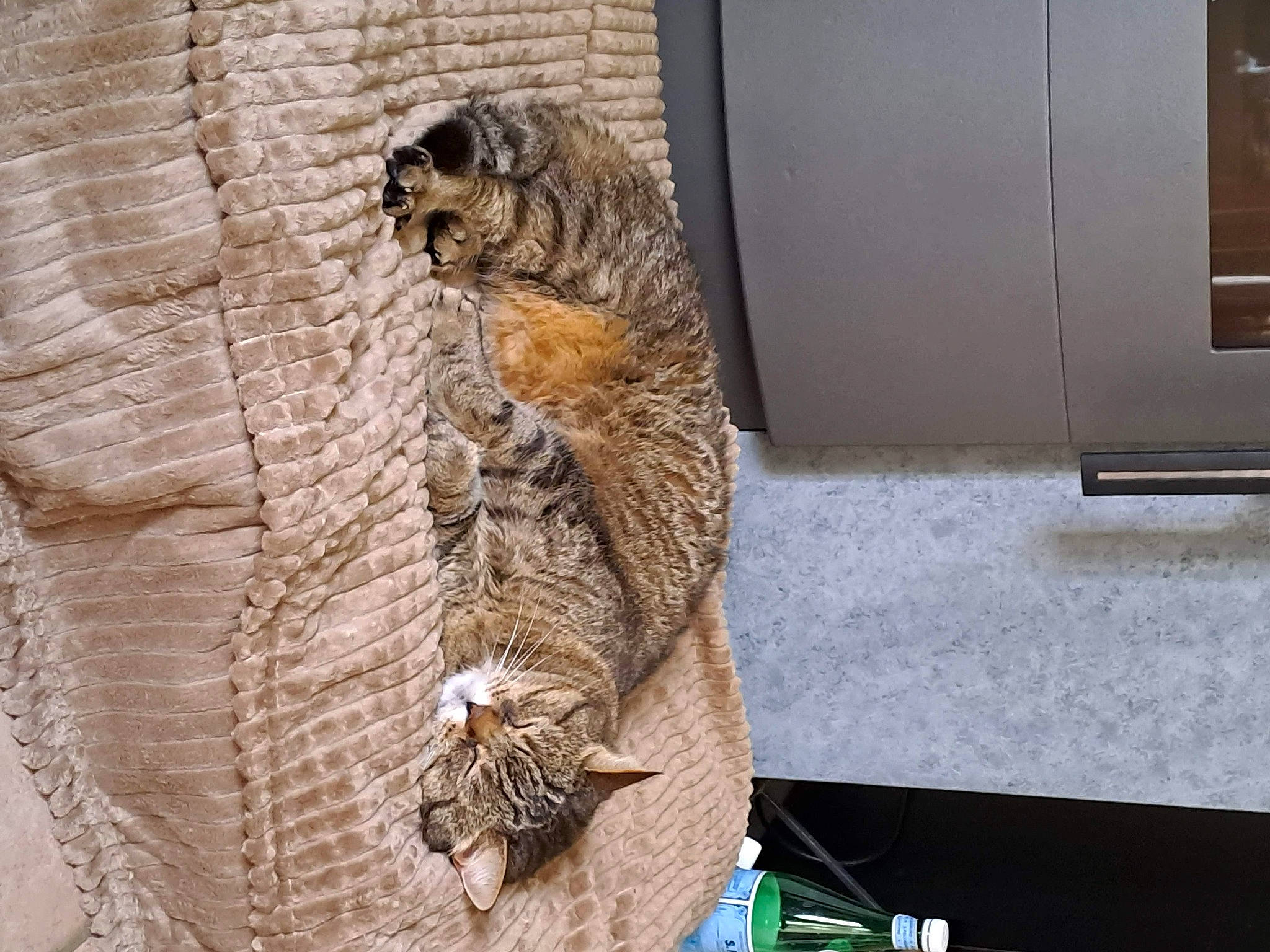 Gambas a rejoint le concours — aidez-le/la à gagner de superbes lots ! art, big_cats, carnivore, claw, door, fawn, feather, felidae, fur, metal, natural_material, owl, small_to_medium_sized_cats, tail, terrestrial_animal, trunk, whiskers, wildlife, window, wood