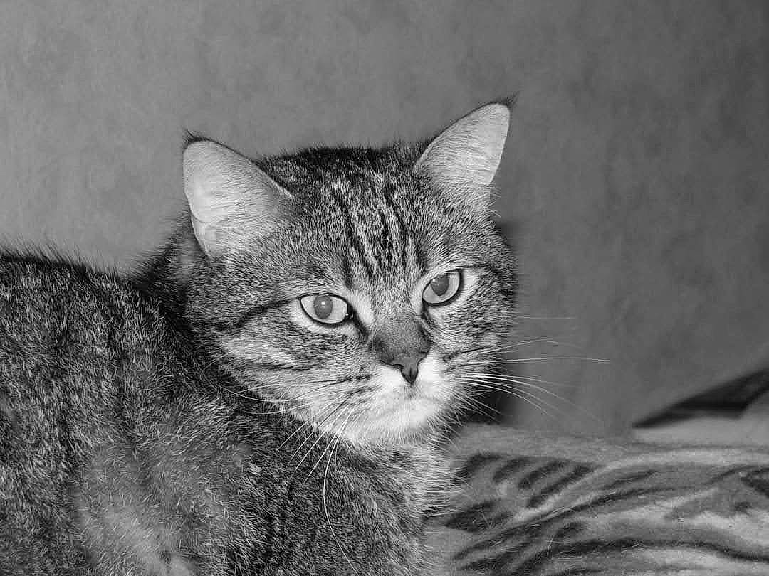 Gambas a rejoint le concours — aidez-le/la à gagner de superbes lots ! art, carnivore, cat, domestic_short_haired_cat, eye, felidae, fur, monochrome, monochrome_photography, small_to_medium_sized_cats, snout, terrestrial_animal, tree, whiskers, wildlife