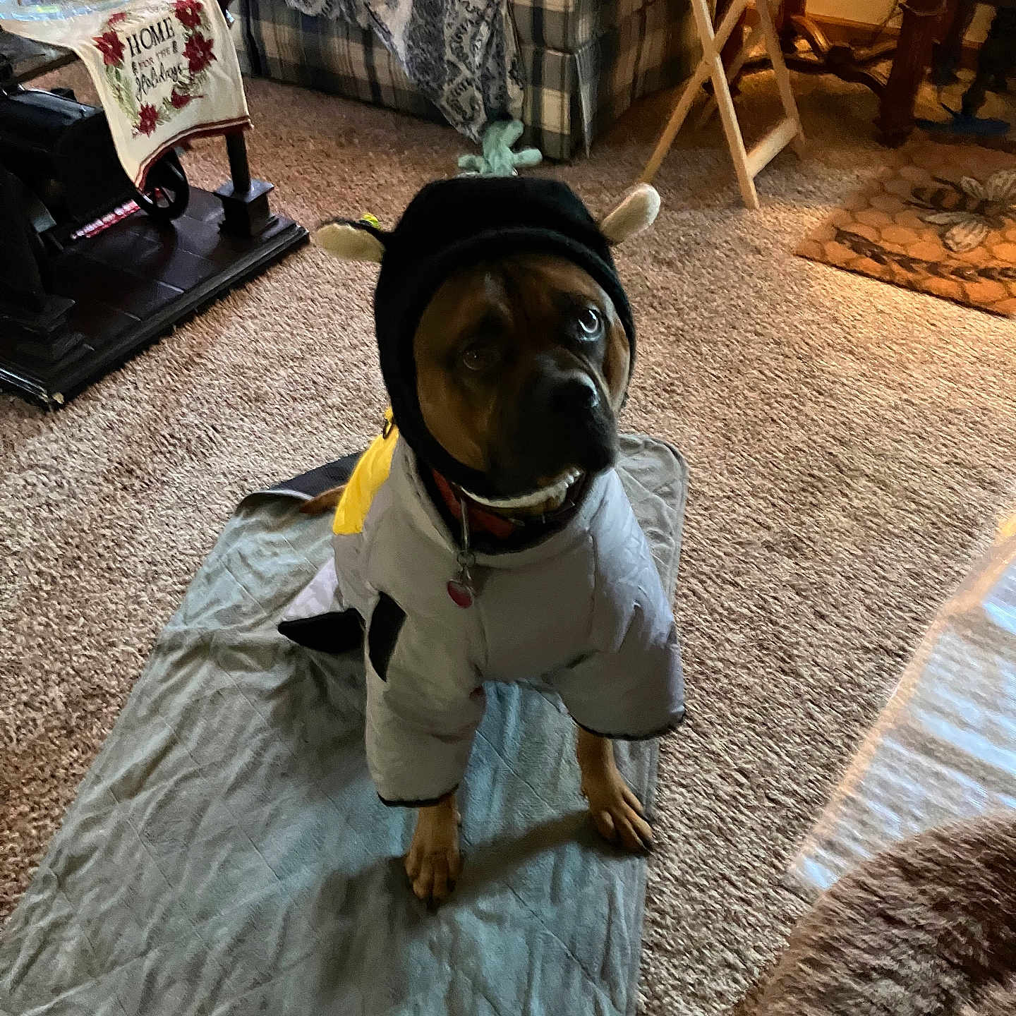 Bruno is registered to the contest to win money with this photo: animal, architecture, building, canine, couch, cushion, dog, face, furniture, head, homedecor, indoors, interiordesign, livingroom, person, pet, photography, portrait, puppy, room