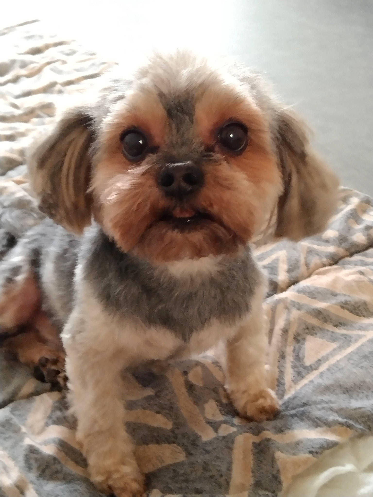 Bouba a rejoint le concours — aidez-le/la à gagner de superbes lots ! canidae, carnivore, companion_dog, dog, dog_breed, ear, eye, fawn, fur, liver, maltepoo, puppy_love, shih_tzu, small_terrier, snout, sporting_group, terrestrial_animal, terrier, toy_dog, working_animal