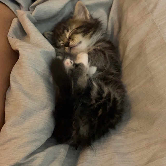 Moxie is registered to the contest to win money with this photo: animal, bed, bedroom, blanket, cat, child, couch, female, furniture, girl, homedecor, indoors, kitten, linen, manx, person, pet, quilt, room, sleeping
