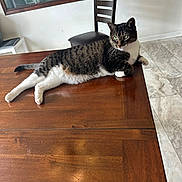 Beanz is registered to the contest to win money with this photo: cat, tabby_cat, white_paws, wooden_table, chair, indoor, floor_tiles, painting, relaxed, pet, feline, household, domestic_animal, fur, whiskers, green_eyes, resting, looking_away, calm, home