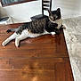 cat, tabby_cat, white_paws, wooden_table, chair, indoor, floor_tiles, painting, relaxed, pet, feline, household, domestic_animal, fur, whiskers, green_eyes, resting, looking_away, calm, home