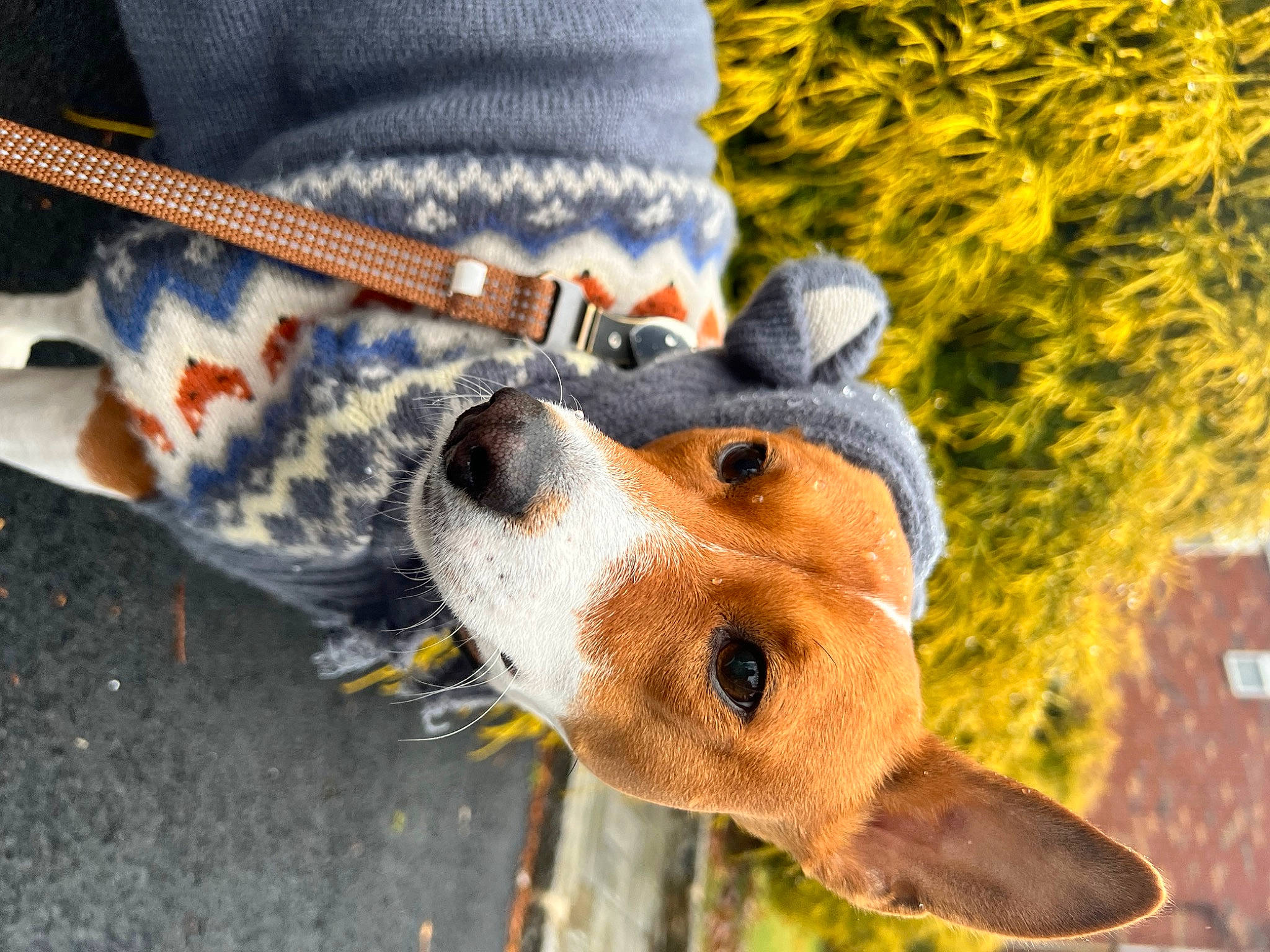 Basquiat is registered to the contest to win money with this photo: canidae, carnivore, collar, companion_dog, denim, dog, dog_breed, dog_collar, dog_supply, eyewear, fashion_accessory, fawn, fur, leash, snout, sporting_group, street_fashion, whiskers, wood, working_animal