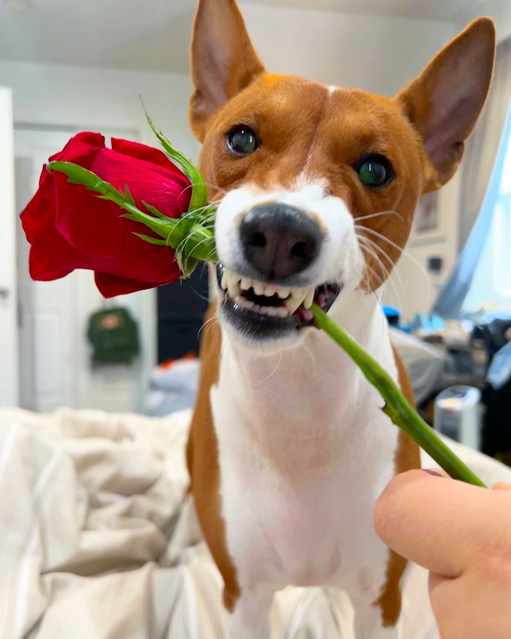 Basquiat joined the competition — help win amazing prizes! canidae, carnivore, collar, companion_dog, dog, dog_breed, dog_collar, dog_supply, ear, event, fawn, hound, leash, pet_supply, rose, snout, sporting_group, terrier, whiskers, working_animal