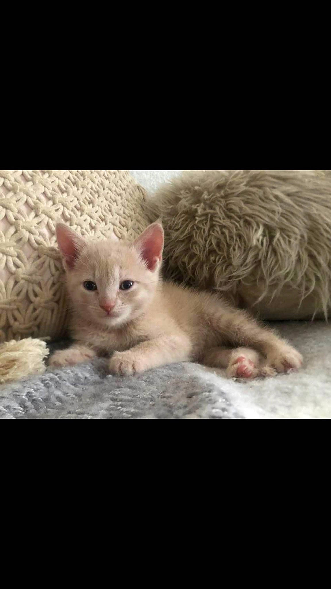 Bowie is registered to the contest to win money with this photo: carnivore, cat, claw, comfort, domestic_short_haired_cat, fawn, felidae, fur, mammal, paw, sitting, small_to_medium_sized_cats, snout, tail, terrestrial_animal, whiskers