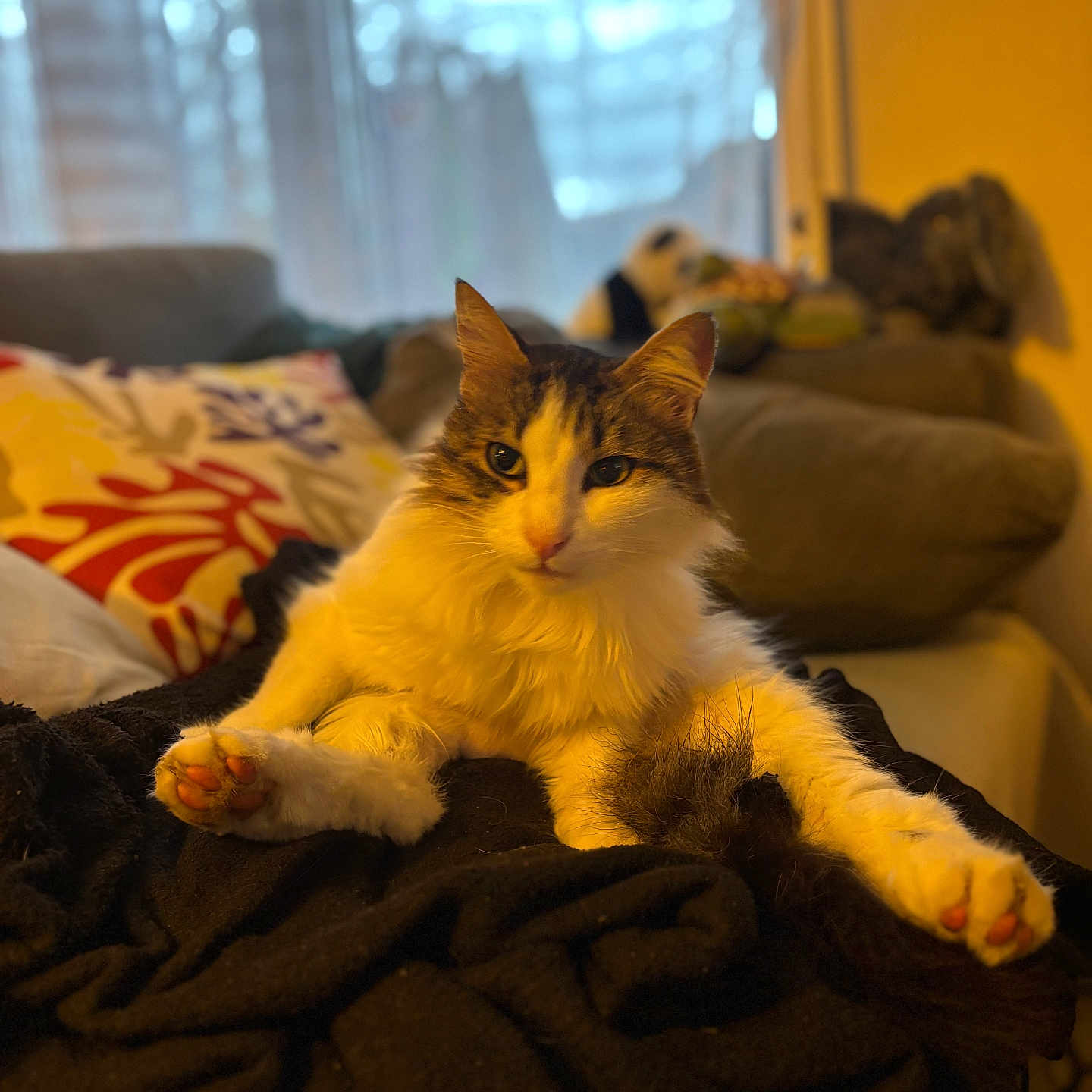 Mitsuya participe au concours pour gagner de l'argent avec cette photo : abyssinian, animal, architecture, blanket, building, canine, cat, chair, couch, cushion, dog, furniture, homedecor, indoors, kitten, linen, livingroom, manx, pet, room