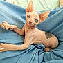 sphynx_cat, cat, blue_eyes, hairless, pet, animal, wrinkled_skin, ears, paw, blue_fabric, curious, lying_down, close_up, indoor, cute, playing, relaxed, feline, domestic_animal, looking