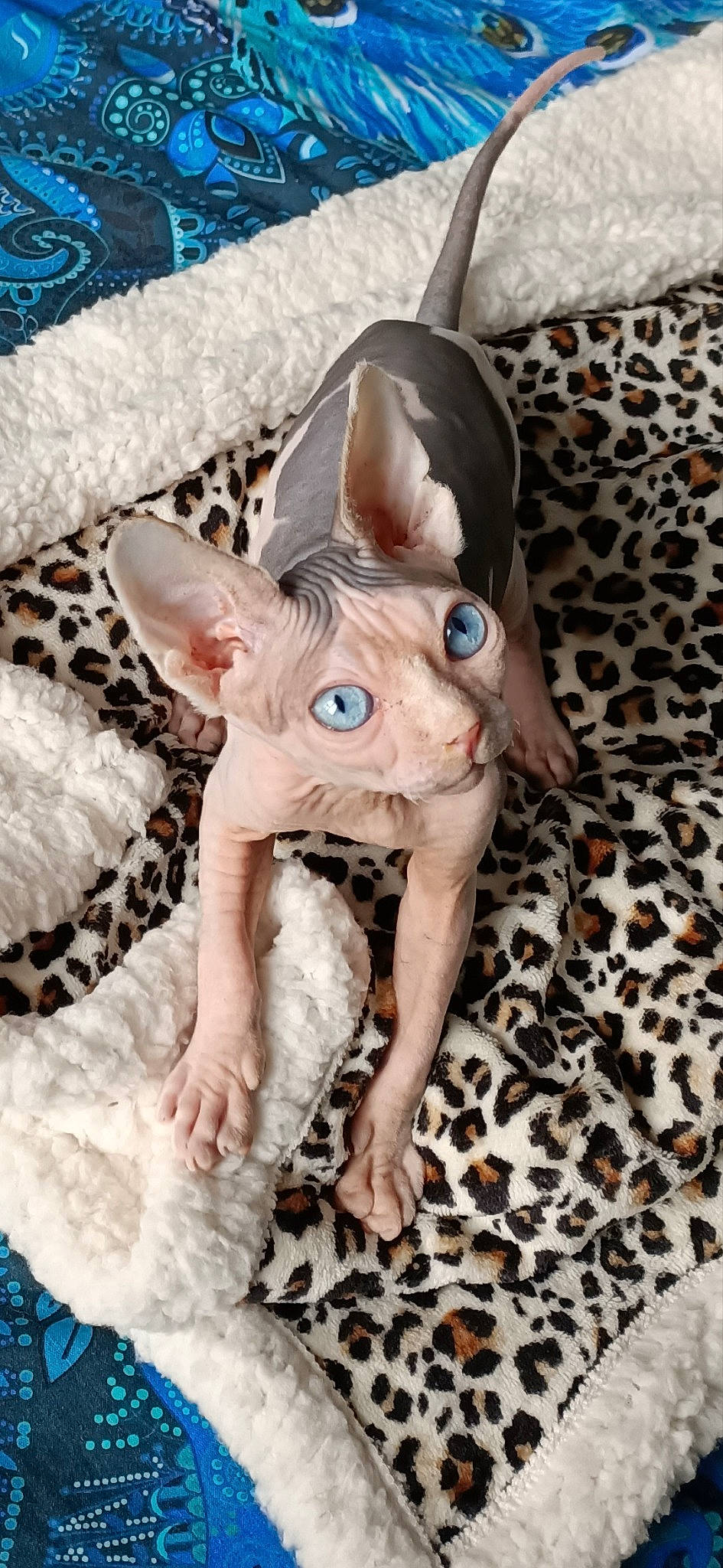 Skipy participe au concours pour gagner de l'argent avec cette photo : canidae, carnivore, companion_dog, dog_breed, dog_supply, donskoy, ear, eye, fawn, felidae, fur, head, pattern, snout, tail, terrestrial_animal, toy, toy_dog, whiskers, working_animal