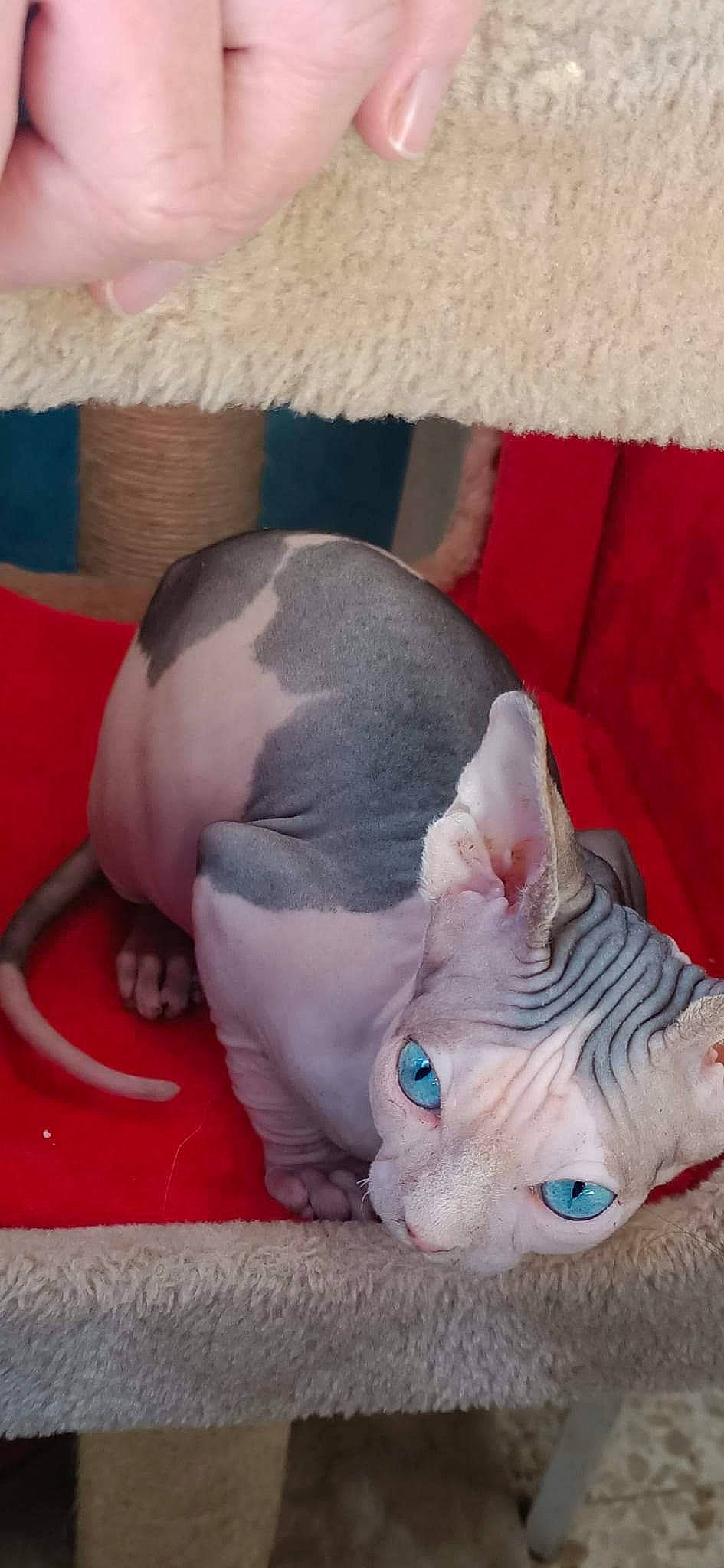 Skipy participe au concours pour gagner de l'argent avec cette photo : canidae, carnivore, comfort, companion_dog, dog_breed, ear, electric_blue, fawn, felidae, flesh, fur, head, nap, non_sporting_group, paw, small_to_medium_sized_cats, snout, tail, terrestrial_animal, whiskers