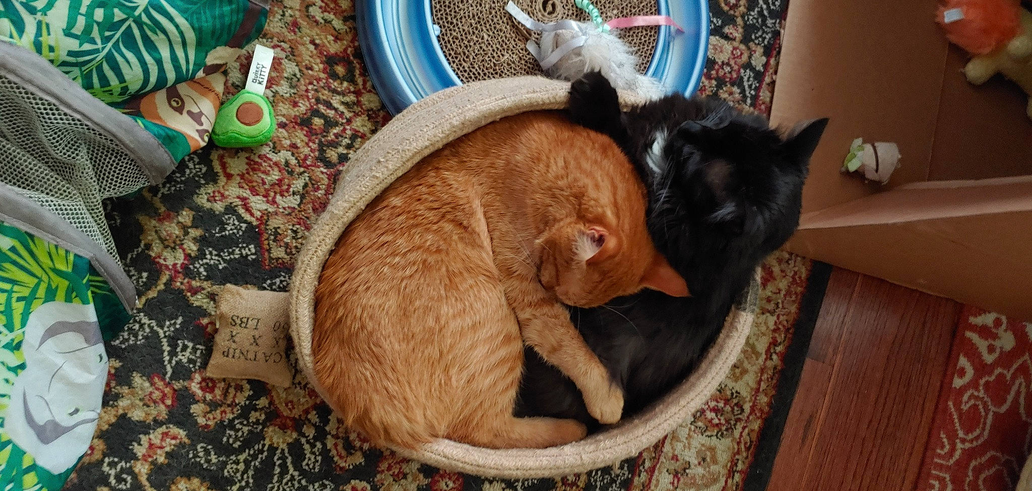 Ollie joined the competition — help win amazing prizes! canidae, carnivore, cat, cat_supply, comfort, dog_breed, domestic_short_haired_cat, fawn, felidae, fur, hardwood, hat, nap, paw, pet_supply, small_to_medium_sized_cats, sporting_group, tail, whiskers, wood