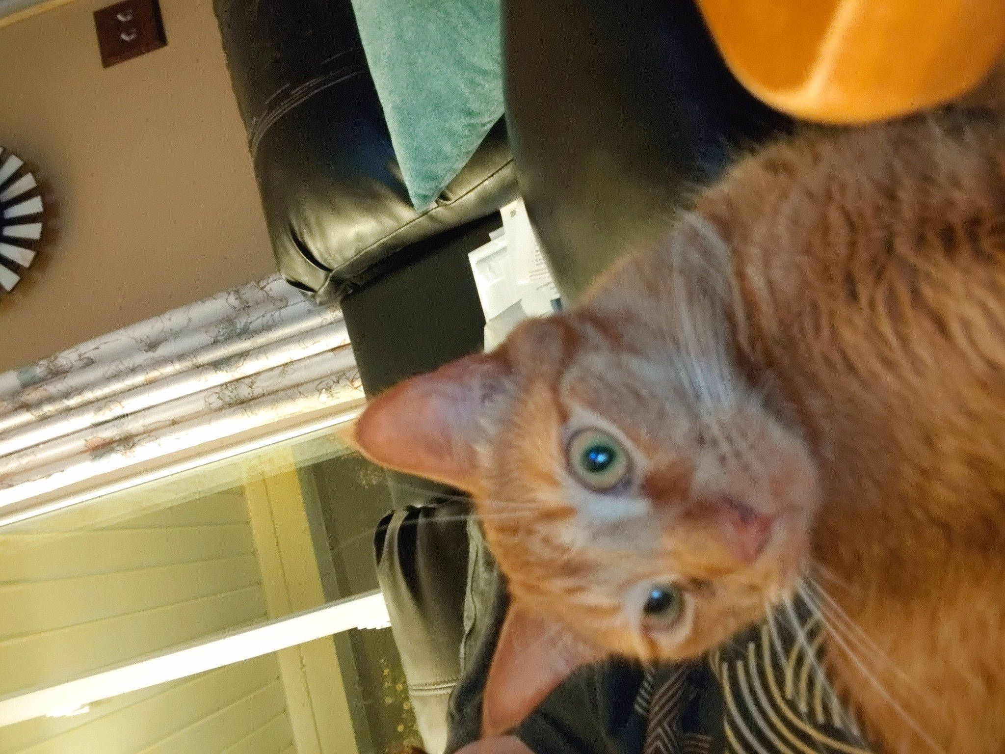 Ollie joined the competition — help win amazing prizes! carnivore, cat, chair, claw, comfort, domestic_short_haired_cat, ear, fawn, felidae, fur, mechanical_fan, room, small_to_medium_sized_cats, snout, tail, whiskers, wood