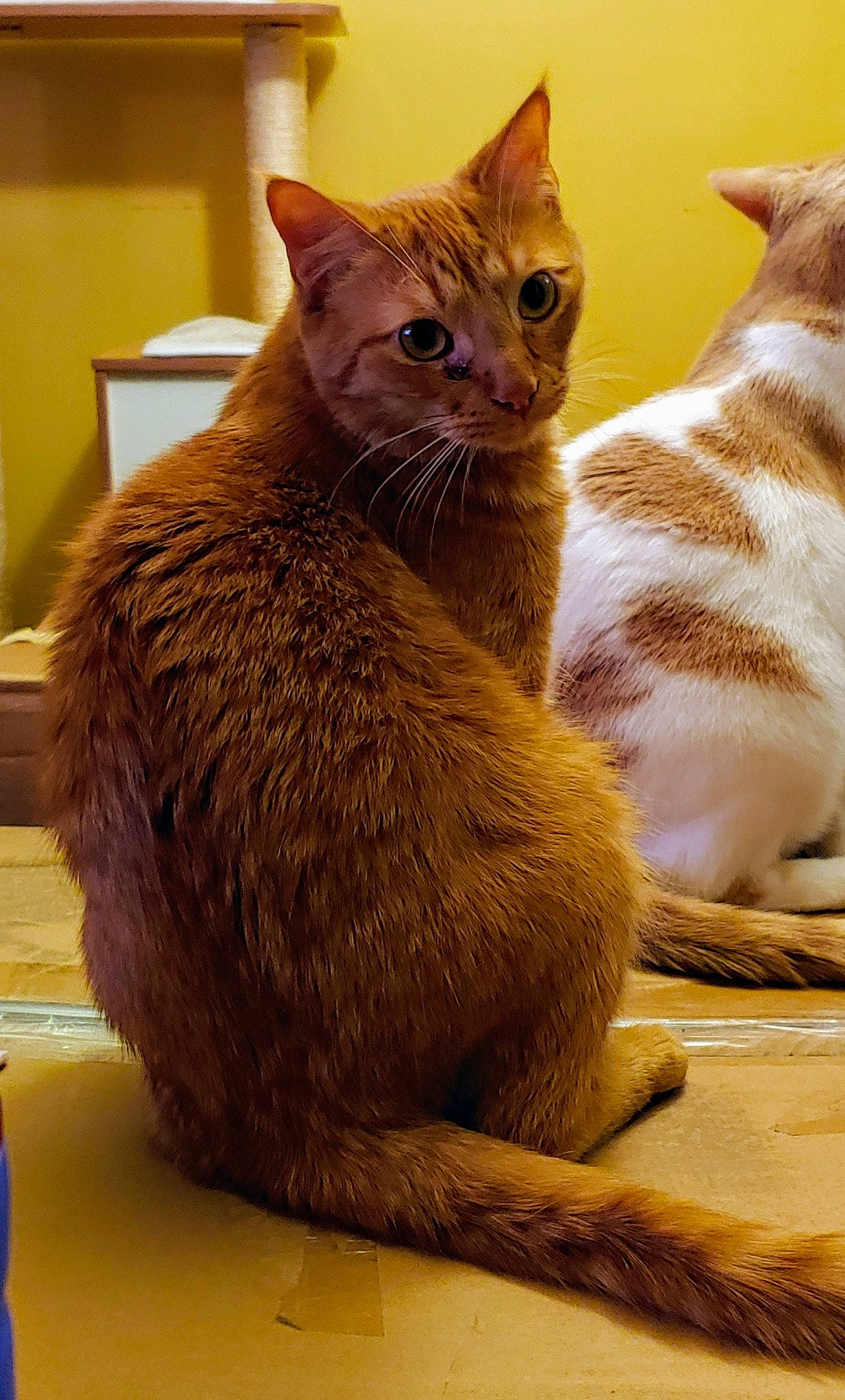 Ollie is registered to the contest to win money with this photo: carnivore, cat, cat_supply, claw, comfort, domestic_short_haired_cat, fawn, felidae, fur, paw, pet_supply, sitting, small_to_medium_sized_cats, snout, tail, terrestrial_animal, whiskers, window, wood, yellow