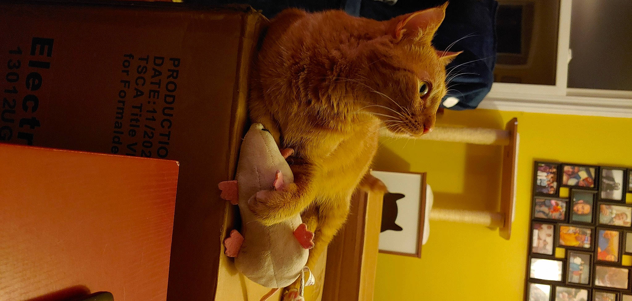 Ollie joined the competition — help win amazing prizes! box, cardboard, carnivore, cat, claw, domestic_short_haired_cat, ear, fawn, felidae, fur, paw, pet_supply, small_to_medium_sized_cats, snout, stuffed_toy, tail, tonkinese, toy, whiskers, wood