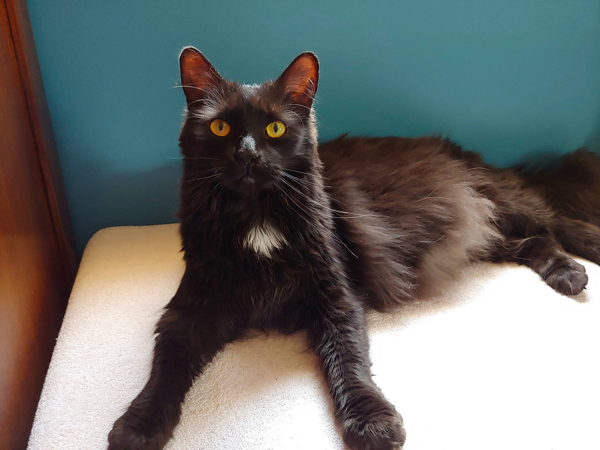 Goliath is registered to the contest to win money with this photo: asian, black_cat, bombay, carnivore, cat, claw, domestic_long_haired_cat, domestic_short_haired_cat, eye, felidae, german_rex, kitten, mammal, oriental_longhair, polydactyl_cat, small_to_medium_sized_cats, tail, turkish_angora, vertebrate, whiskers