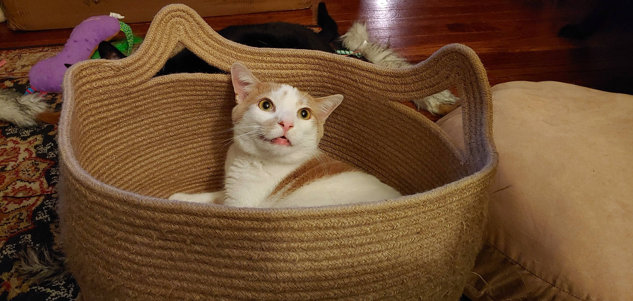 Noah is registered to the contest to win money with this photo: basket, carnivore, cat, cat_bed, cat_furniture, cat_supply, comfort, fawn, felidae, hardwood, linens, pet_supply, product, small_to_medium_sized_cats, tail, textile, whiskers, wicker, wood, wool