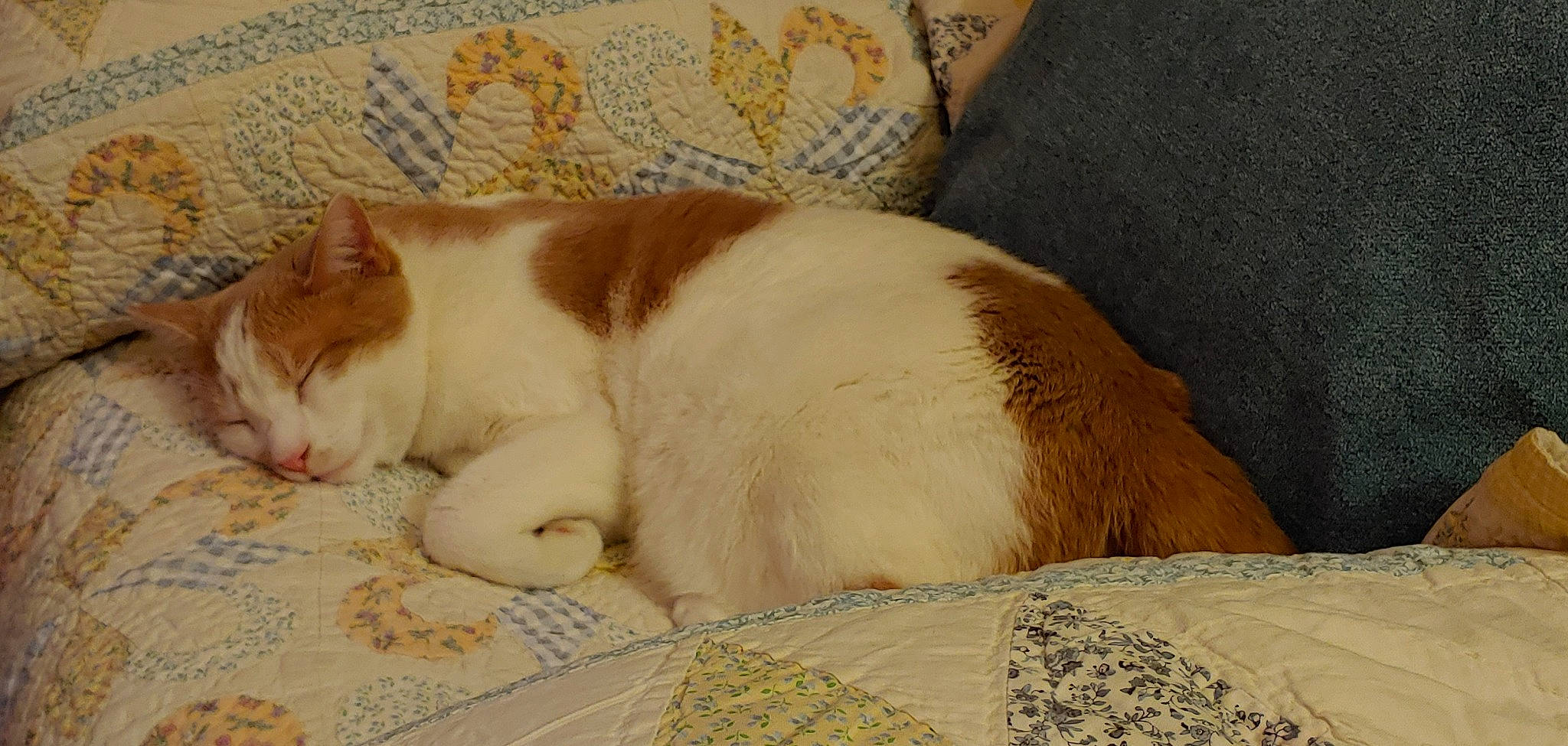 Noah is registered to the contest to win money with this photo: art, carnivore, carpet, cat, cat_supply, comfort, domestic_short_haired_cat, fawn, felidae, flooring, foot, fur, linens, paw, small_to_medium_sized_cats, tail, terrestrial_animal, whiskers, window, wood