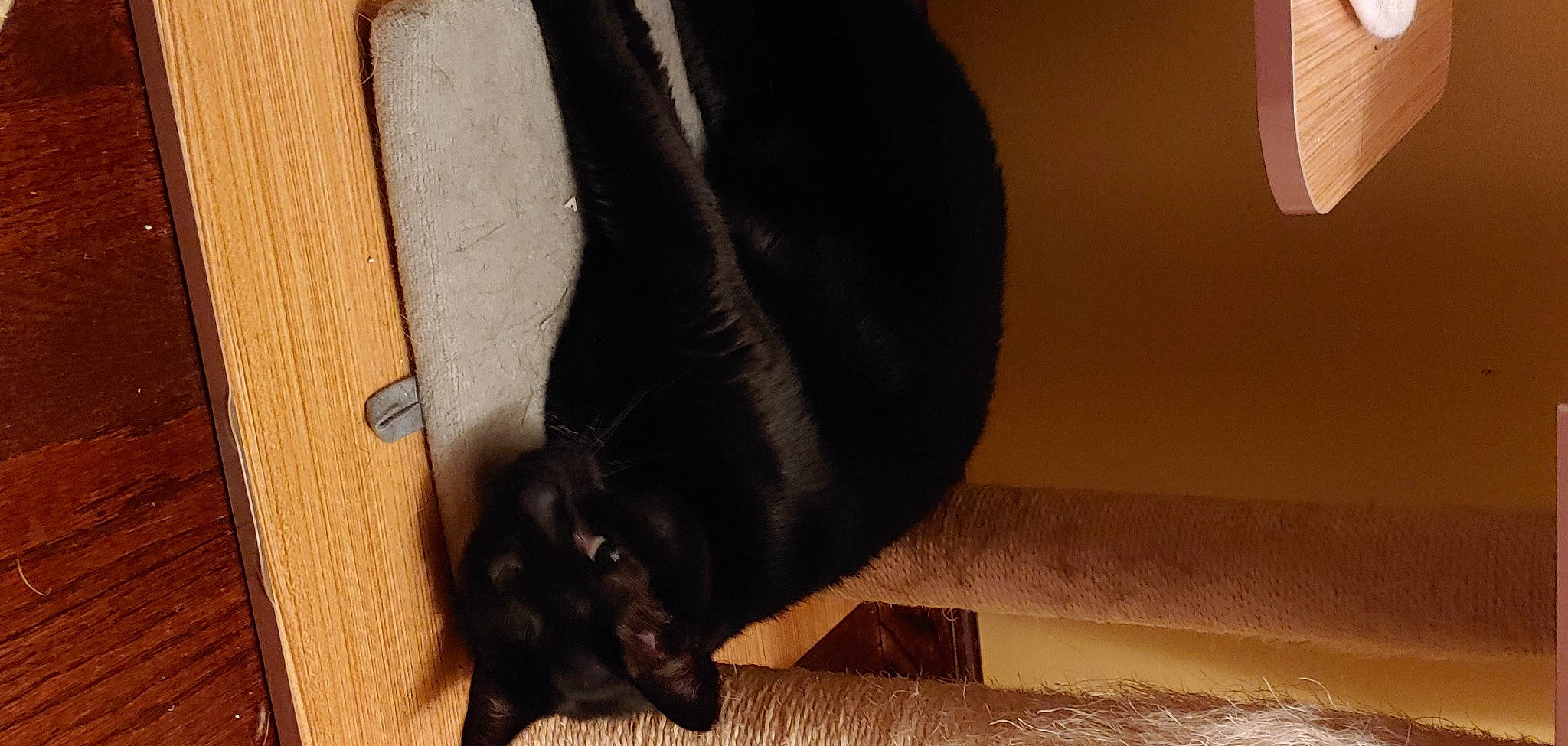 Dean joined the competition — help win amazing prizes! carnivore, comfort, companion_dog, dog, dog_breed, felidae, floor, flooring, foot, hardwood, laminate_flooring, small_to_medium_sized_cats, snout, sporting_group, tail, terrestrial_animal, tints_and_shades, whiskers, wood, wood_stain