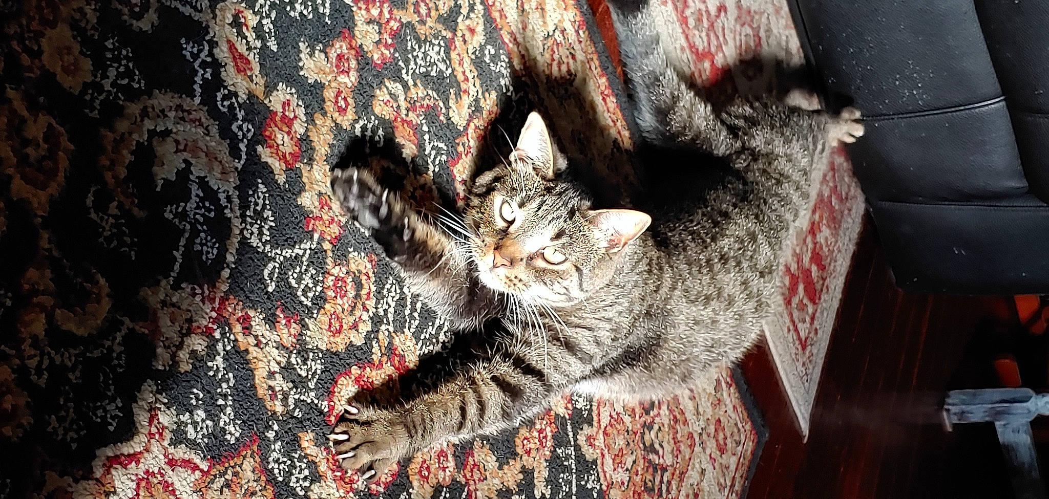 Sam is registered to the contest to win money with this photo: art, carnivore, cat, claw, domestic_short_haired_cat, felidae, fur, grey, pattern, paw, plant, sitting, small_to_medium_sized_cats, snout, tail, terrestrial_animal, tree, whiskers, wildlife, wood