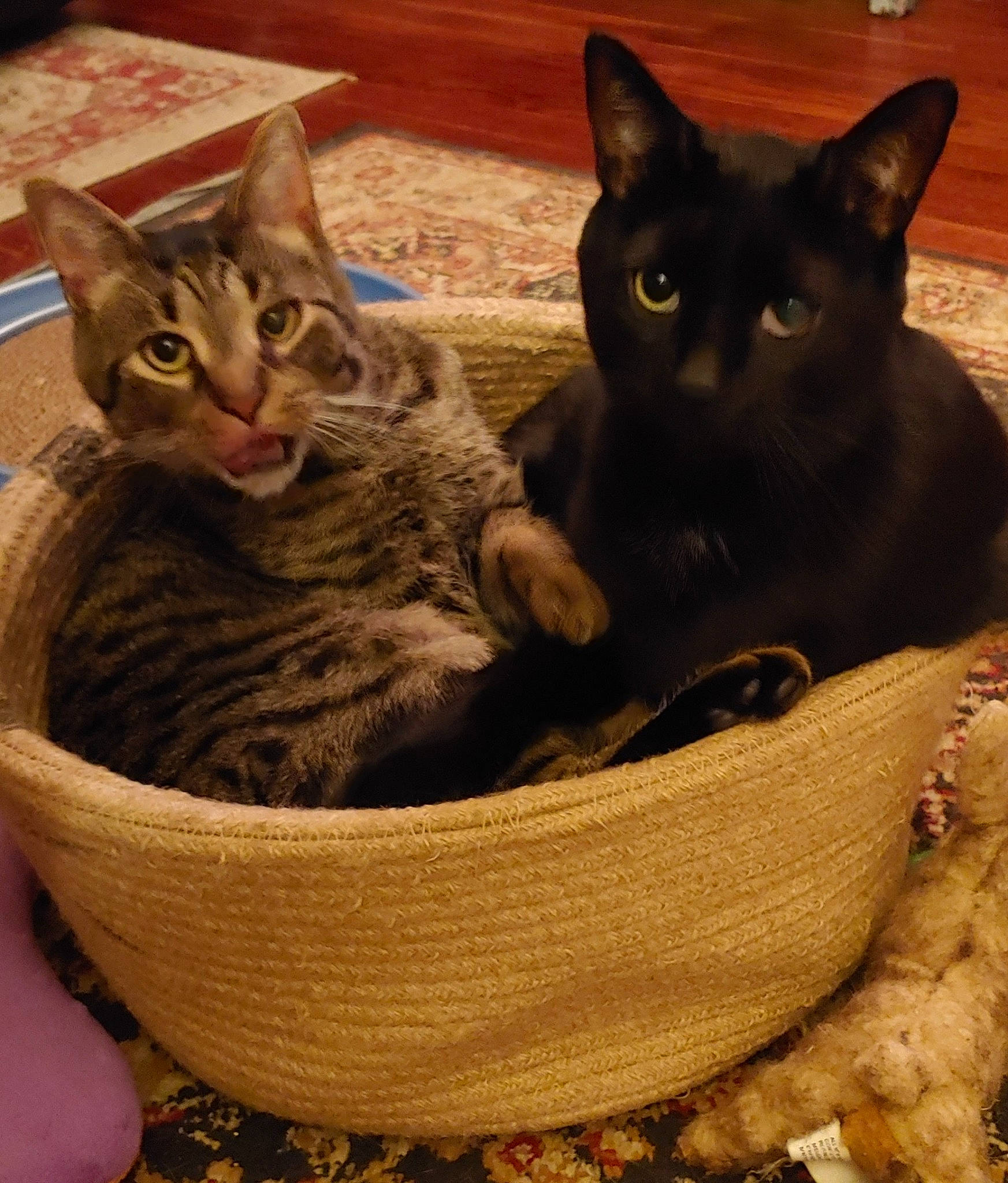 Sam joined the competition — help win amazing prizes! basket, black_cat, bombay, box, carnivore, cat, cat_bed, cat_furniture, cat_supply, comfort, domestic_short_haired_cat, felidae, fur, pet_supply, small_to_medium_sized_cats, snout, storage_basket, tail, whiskers, wicker