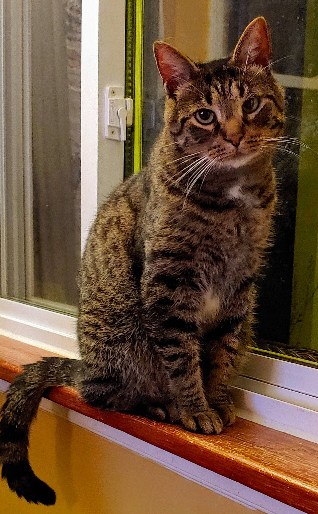 Sam joined the competition — help win amazing prizes! carnivore, cat, curtain, domestic_short_haired_cat, door, felidae, fixture, fur, sitting, small_to_medium_sized_cats, snout, tail, terrestrial_animal, whiskers, window