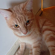 Rouxi participe au concours pour gagner de l'argent avec cette photo : animal, cat, closeup, curious, cute, domestic, door, ears, eyes, floor, fur, indoor, light, mammal, orange_tabby, pet, relaxed, shadow, wall, whiskers