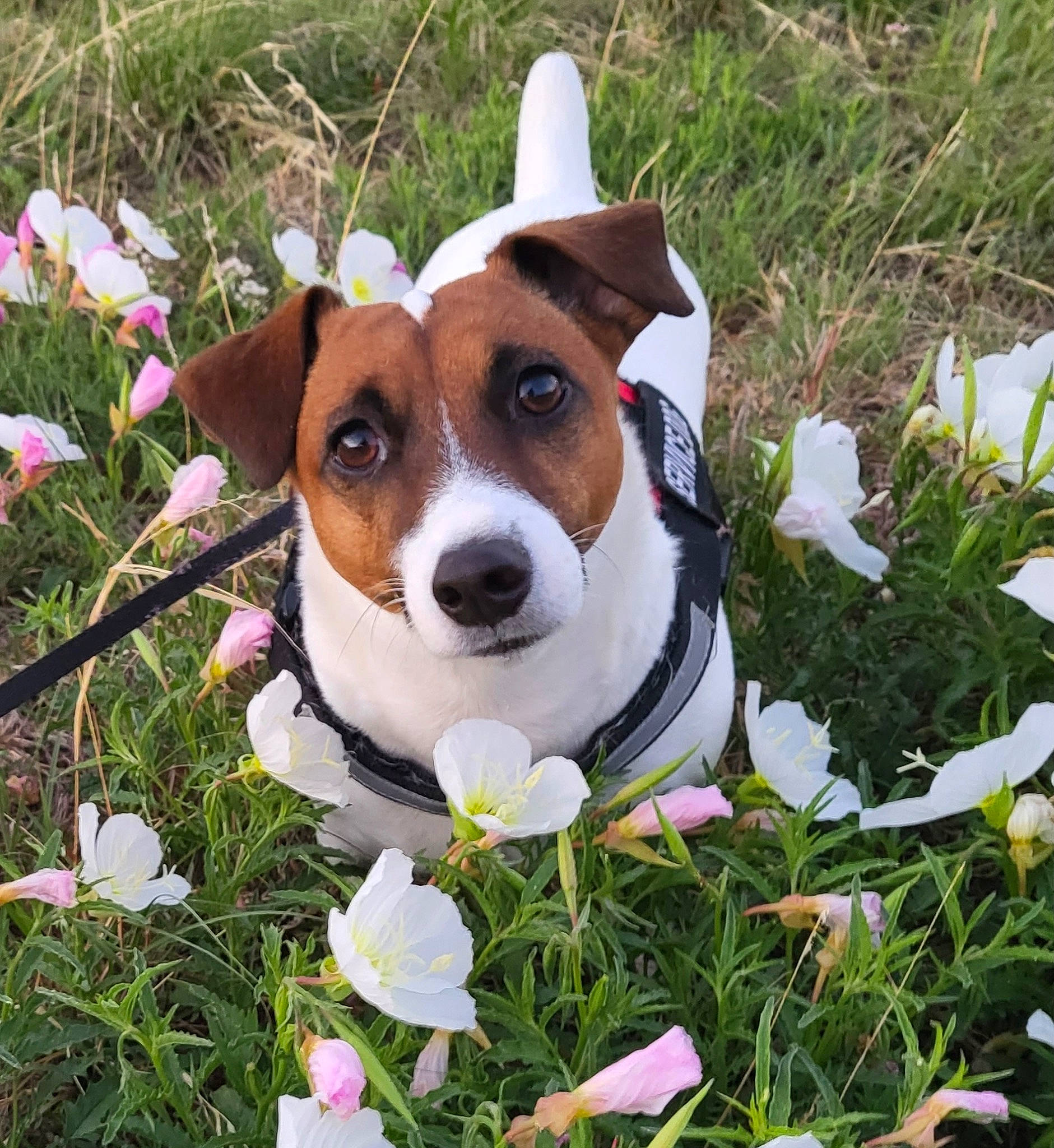 Archie is registered to the contest to win money with this photo: ancient_dog_breeds, annual_plant, canidae, carnivore, collar, companion_dog, dog, dog_breed, fawn, flower, flowering_plant, grass, groundcover, irishjacks, petal, plant, sporting_group, toy, whiskers, working_animal
