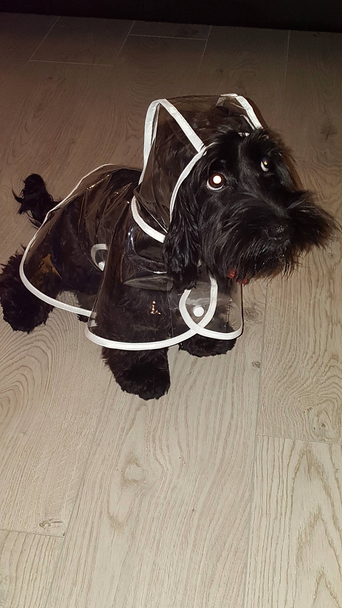 Jacko is registered to the contest to win money with this photo: black, canidae, carnivore, dog, dog_breed, scottish_terrier, snout, sporting_group, standard_schnauzer, terrier