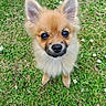 puppy, dog, grass, flowers, cute, fluffy, outdoor, pet, animal, nature, young, small, adorable, ears, eyes, fur, green, background, closeup, portrait