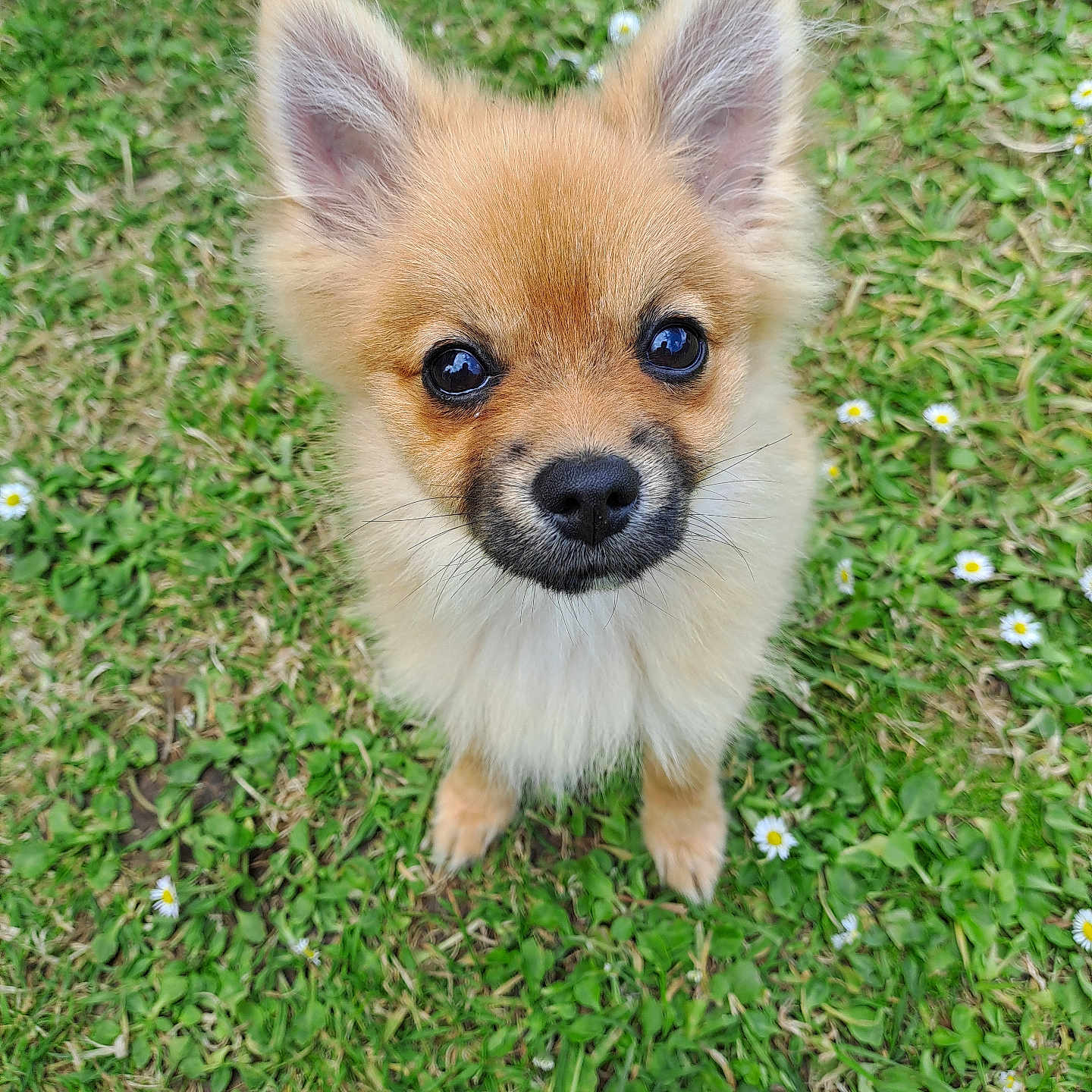 Bella