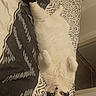 Pitchoune participe au concours pour gagner de l'argent avec cette photo : cat, white_cat, black_markings, lying_down, bed, bedspread, patterned_bedspread, indoor, relaxed, playful, feline, pet, fur, green_eyes, looking_up, paws_up, cozy, domestic_animal, resting, close_up