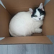 Pitchoune participe au concours pour gagner de l'argent avec cette photo : cat, cardboard_box, white_cat, black_markings, pet, animal, indoor, floor, curious, cozy, feline, looking_up, domestic_cat, cute, fluffy, sitting, alone, resting, box, wooden_floor