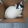 cat, cardboard_box, white_cat, black_markings, pet, animal, indoor, floor, curious, cozy, feline, looking_up, domestic_cat, cute, fluffy, sitting, alone, resting, box, wooden_floor