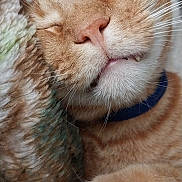 Milo joined the competition — help win amazing prizes! cat, orange_tabby, close_up, sleepy, fang, whiskers, blanket, cozy, fur, pet, domestic_cat, relaxed, paw, collar, indoor, cute, snuggling, face, muzzle, napping