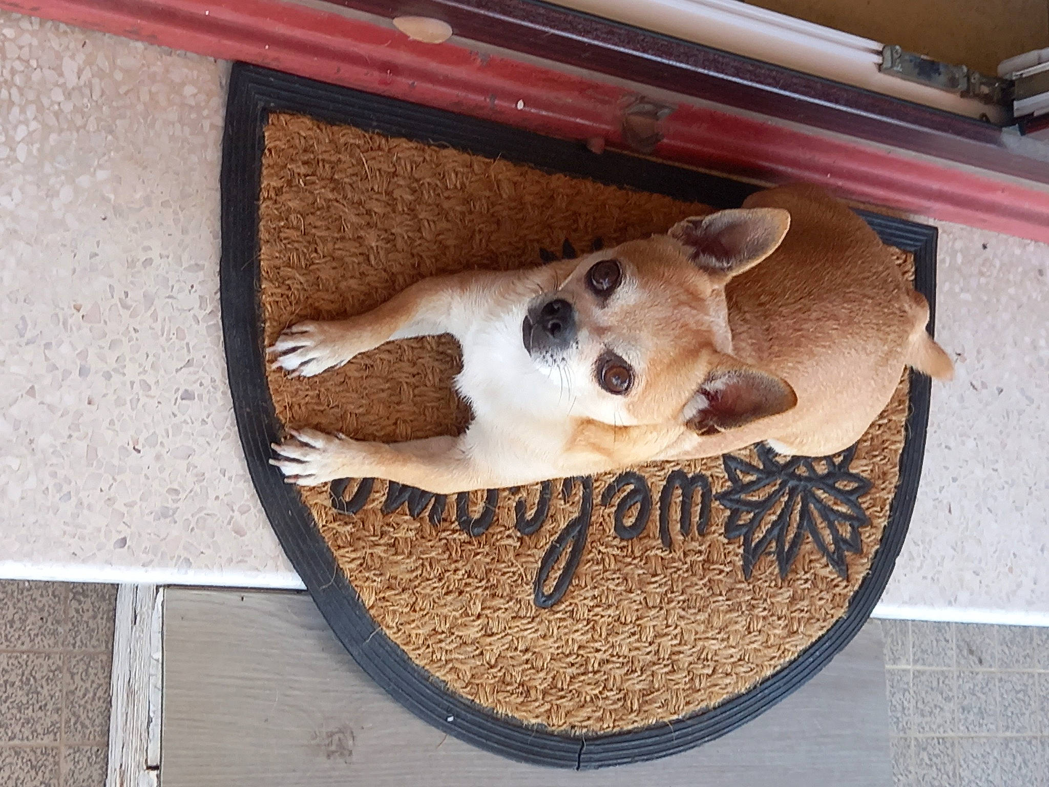 Max a rejoint le concours — aidez-le/la à gagner de superbes lots ! art, canidae, carnivore, circle, companion_dog, dog, dog_breed, dog_food, fawn, felidae, fur, pet_supply, rectangle, small_to_medium_sized_cats, snout, sporting_group, tail, whiskers, wood, working_animal