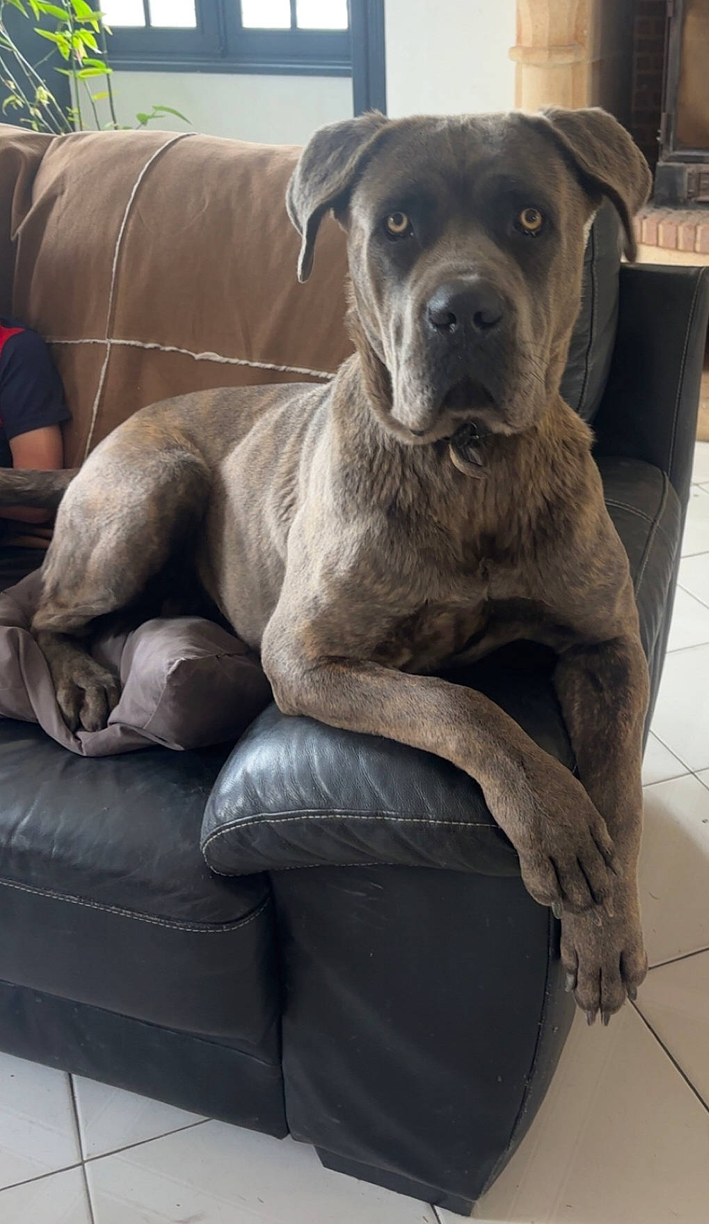 Athena