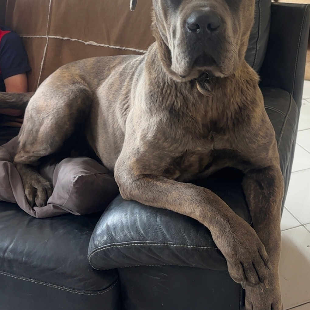 Athena