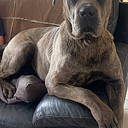 Athena a rejoint le concours — aidez-le/la à gagner de superbes lots ! dog, brindle, couch, leather, paw, indoor, pet, animal, relaxed, brown, blanket, furniture, looking, canine, houseplant, living_room, companion, portrait, resting, large_dog