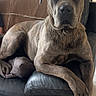 dog, brindle, couch, leather, paw, indoor, pet, animal, relaxed, brown, blanket, furniture, looking, canine, houseplant, living_room, companion, portrait, resting, large_dog