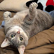 Juno joined the competition — help win amazing prizes! cat, tabby, gray_cat, pet, animal, feline, cute, indoor, cozy, blanket, stuffed_animal, panda, soft, relaxed, playful, fur, whiskers, paw, bed, resting